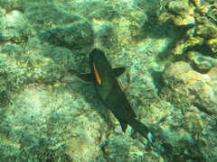 Acanthurus olivaceus