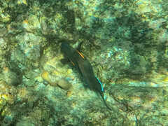 Acanthurus olivaceus