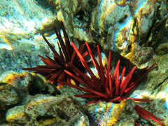 Heterocentrotus mamillatus