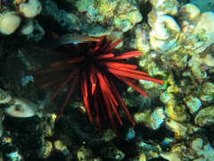 Heterocentrotus mamillatus