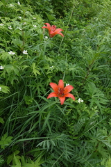 Lilium pensylvanicum