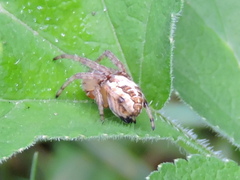 Larinioides cornutus