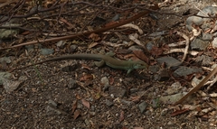 Ameiva bifrontata