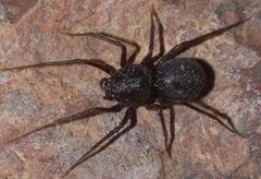 Scytodes velutina