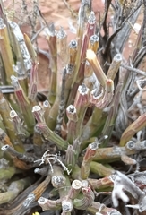 Kleinia longiflora
