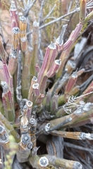 Kleinia longiflora