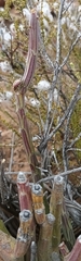 Kleinia longiflora