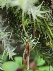 Tillandsia tricholepis