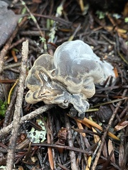 Hypomyces cervinigenus