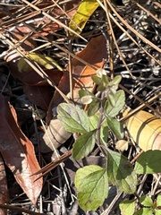 Scutellaria arenicola