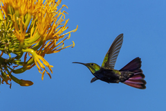 Anthracothorax dominicus