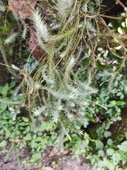 Tillandsia tricholepis