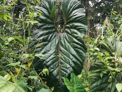Anthurium salgarense