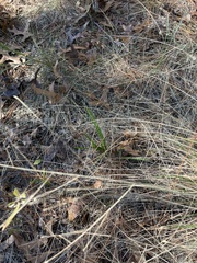 Eragrostis elliottii