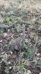 Scutellaria drummondii