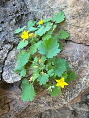 Eucnide bartonioides