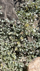 Dichondra argentea