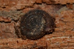 Helicodonta obvoluta