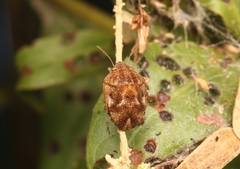 Pachycorinae