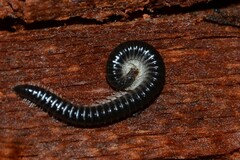 Tachypodoiulus niger