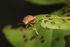 Pachycorinae