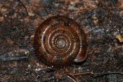 Helicodonta obvoluta