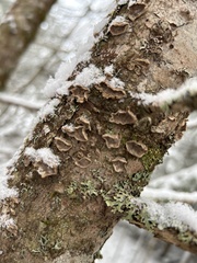 Trichaptum abietinum