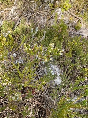 Image of Fiverank Bitterbuchu by (c) Charleen Brunke, some rights reserved (CC BY)