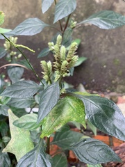 Lepidagathis formosensis