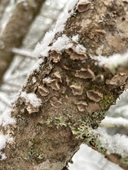 Trichaptum abietinum