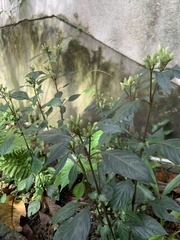 Lepidagathis formosensis