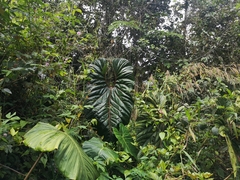 Anthurium salgarense