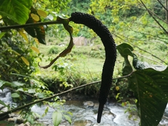 Anthurium salgarense