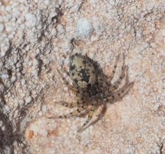Oecobius maculatus