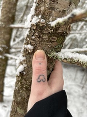 Trichaptum abietinum