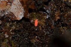 Bilobella braunerae