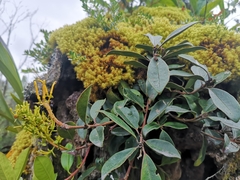 Gaiadendron punctatum