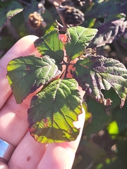 Rubus ulmifolius