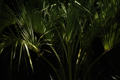 Serpophaga subcristata