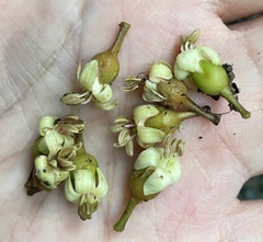 Bersama yangambiensis