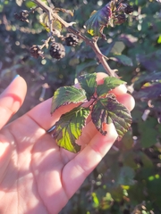 Rubus ulmifolius