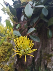 Gaiadendron punctatum