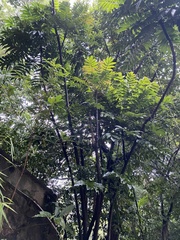 Bersama yangambiensis