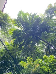 Bersama yangambiensis