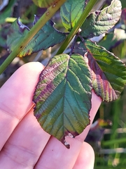 Rubus ulmifolius