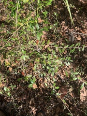 Forestiera segregata