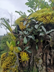 Gaiadendron punctatum