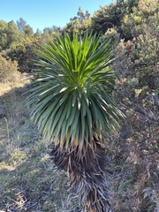 Argyroxiphium grayanum