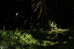Serpophaga subcristata