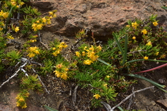 Berberis empetrifolia